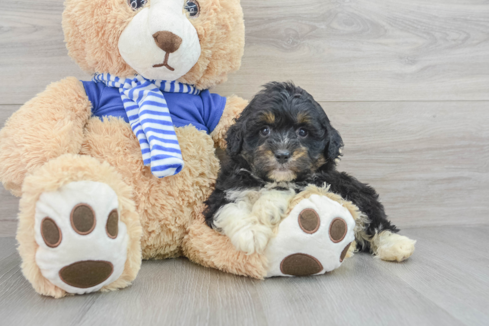 Cute Mini Aussiedoodle Baby