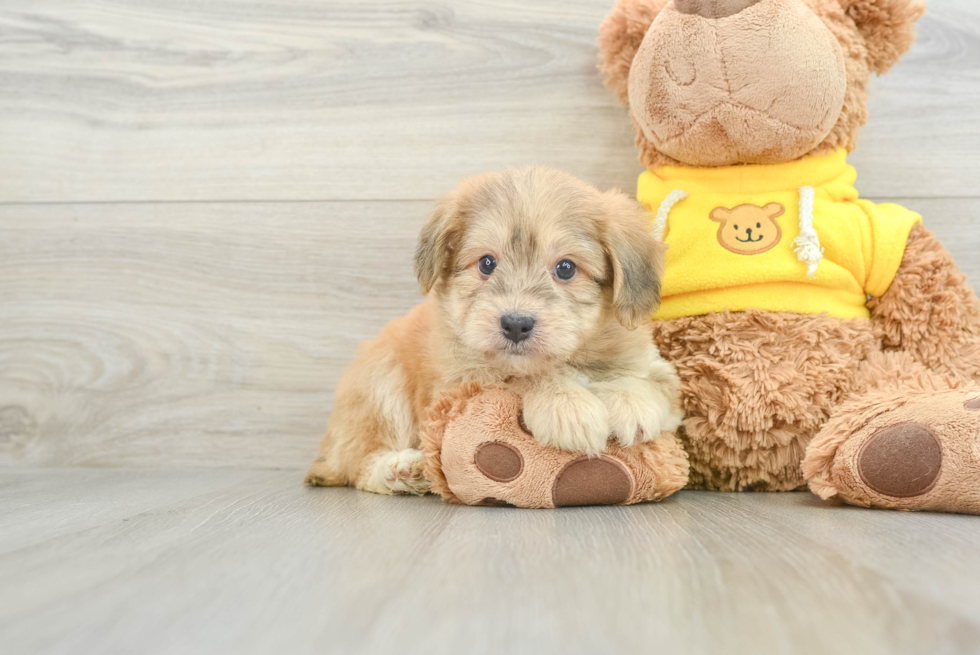 Fluffy Mini Aussiedoodle Poodle Mix Pup