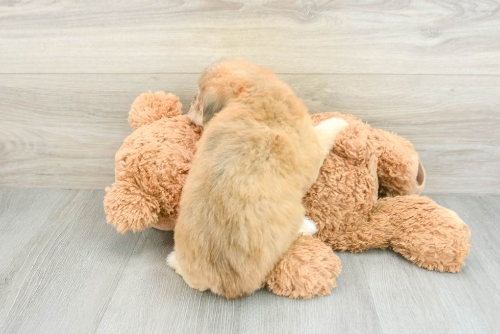 Funny Mini Aussiedoodle Poodle Mix Pup