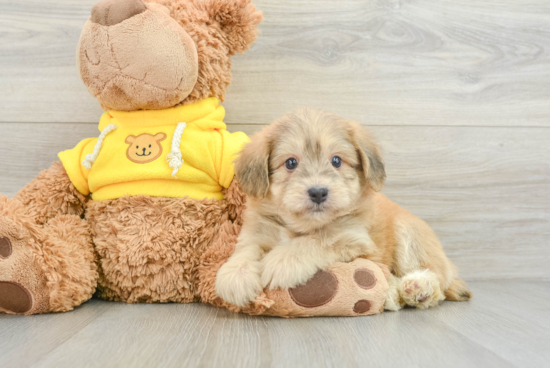 Mini Aussiedoodle Pup Being Cute