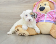 7 week old Mini Aussiedoodle Puppy For Sale - Premier Pups