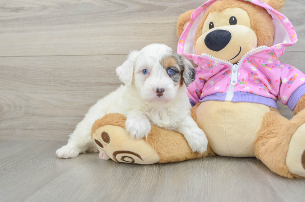 5 week old Mini Aussiedoodle Puppy For Sale - Premier Pups