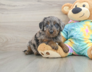 8 week old Mini Aussiedoodle Puppy For Sale - Premier Pups