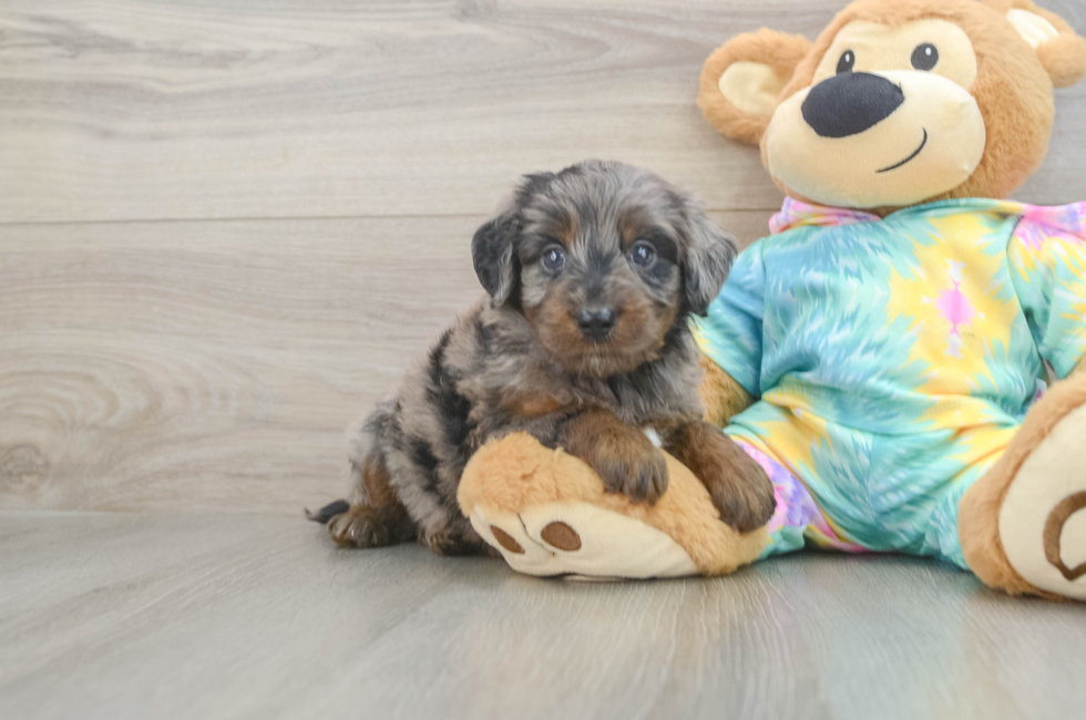 5 week old Mini Aussiedoodle Puppy For Sale - Premier Pups