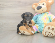 7 week old Mini Aussiedoodle Puppy For Sale - Premier Pups