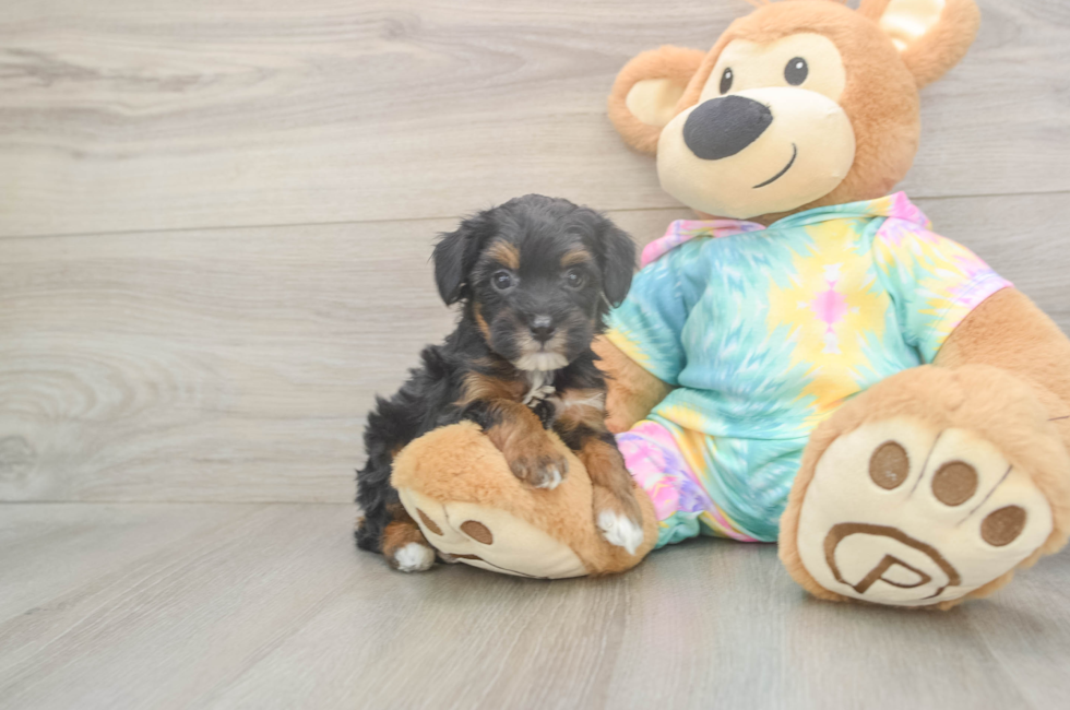 5 week old Mini Aussiedoodle Puppy For Sale - Premier Pups
