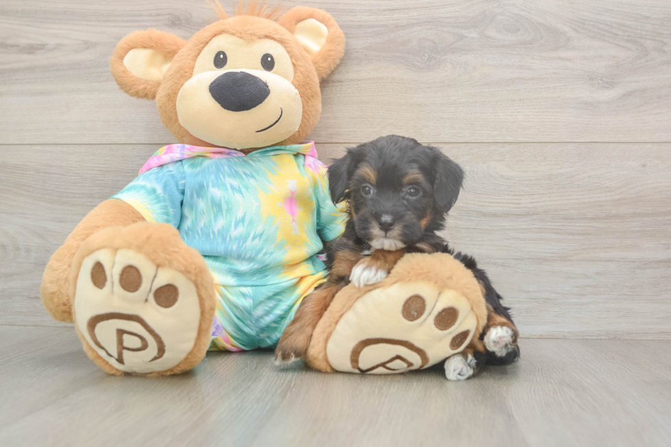Sweet Mini Aussiedoodle Baby
