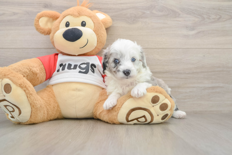 Mini Aussiedoodle Puppy for Adoption