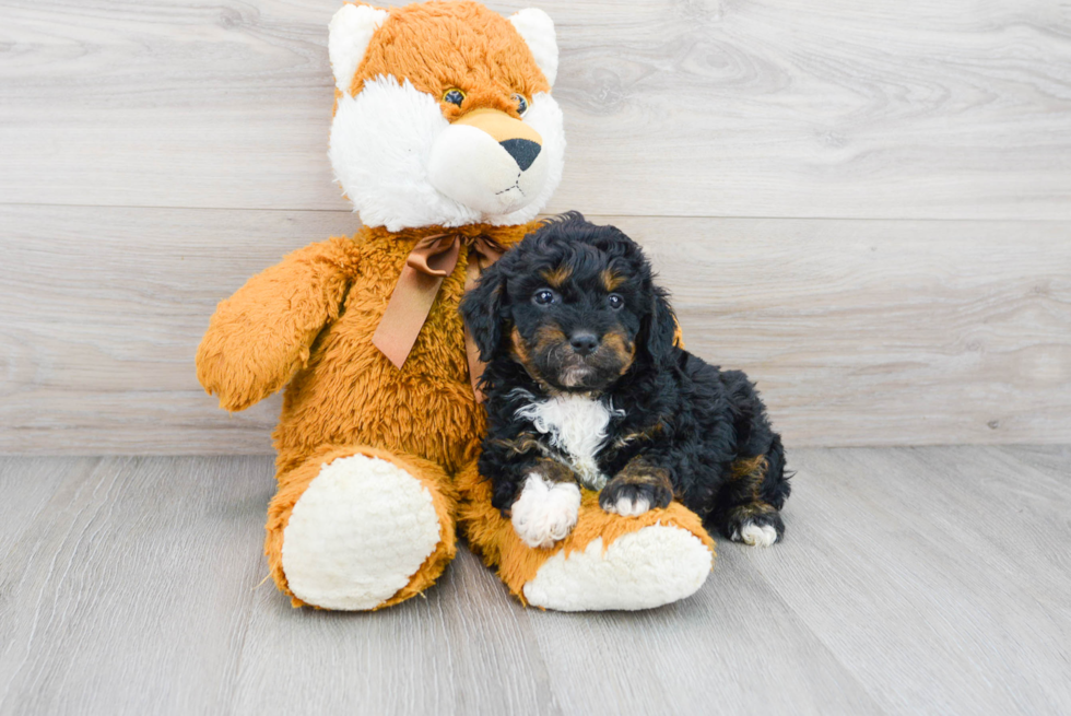 Mini Aussiedoodle Puppy for Adoption