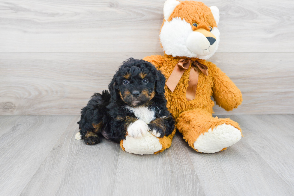 Playful Aussiepoo Poodle Mix Puppy