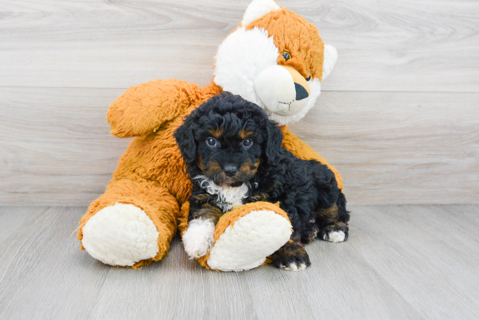 Best Mini Aussiedoodle Baby