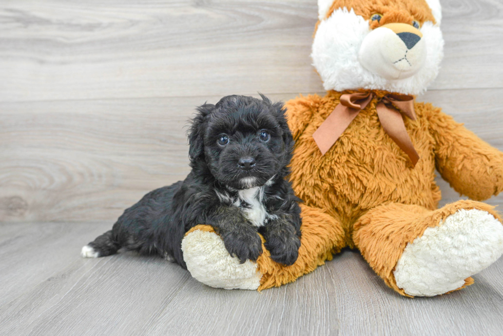 Best Mini Aussiedoodle Baby