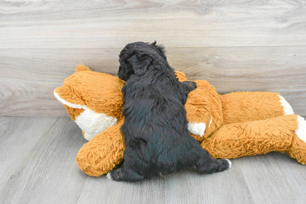 Best Mini Aussiedoodle Baby