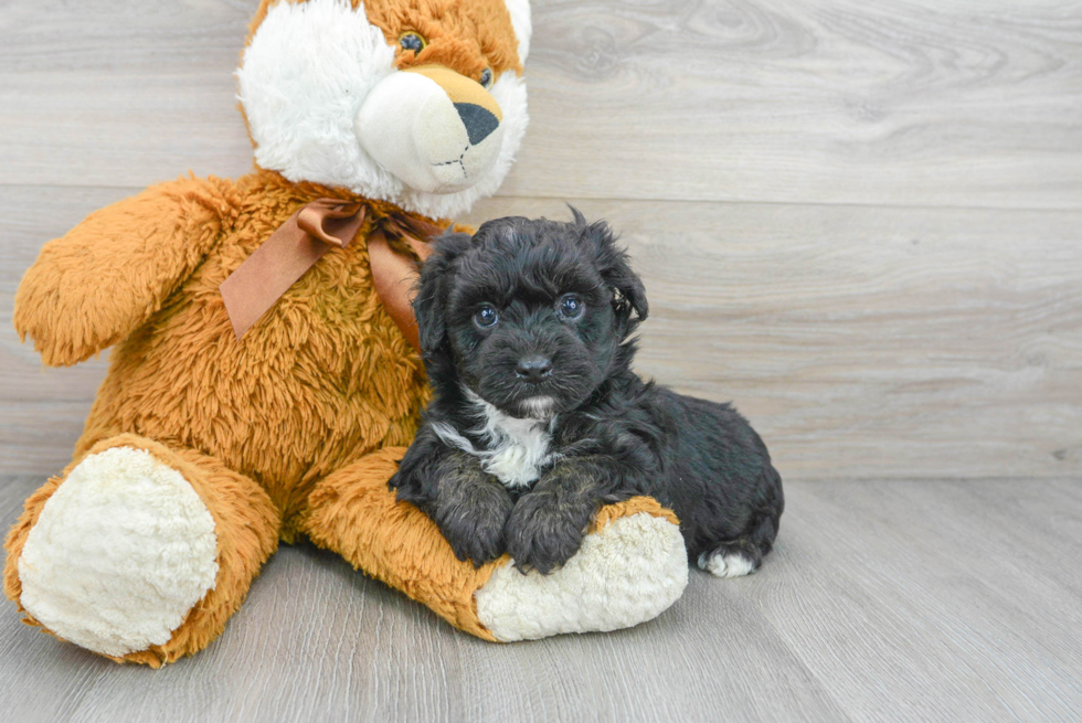 Mini Aussiedoodle Pup Being Cute