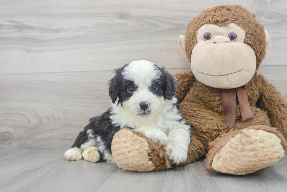 Petite Mini Aussiedoodle Poodle Mix Pup