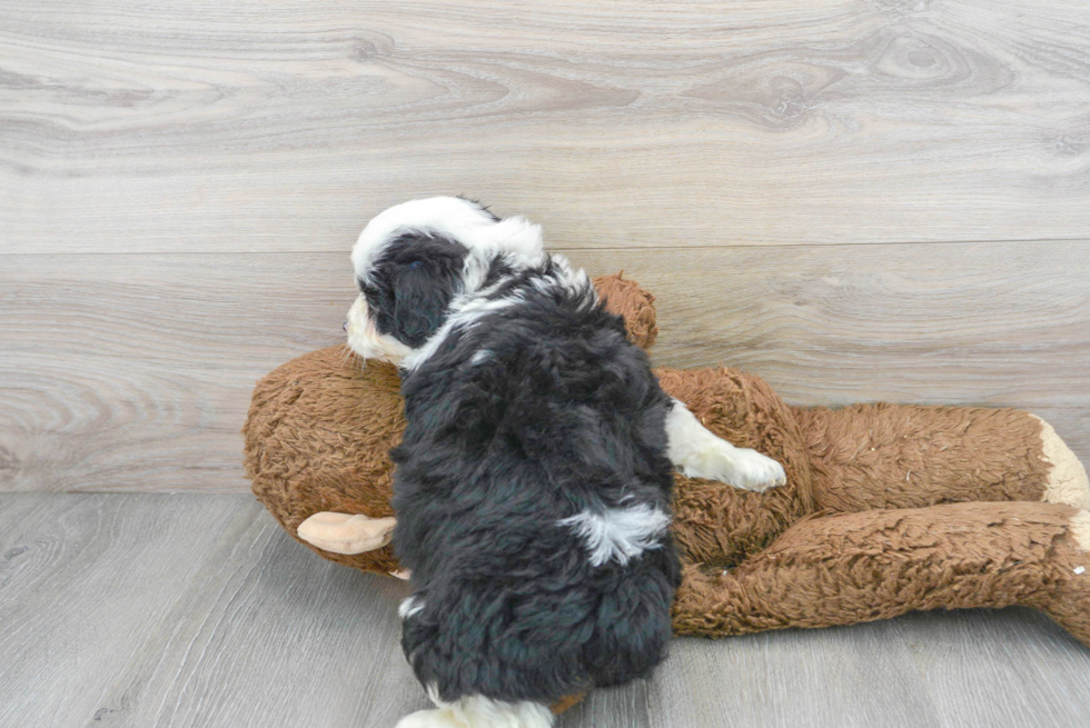 Sweet Mini Aussiedoodle Baby