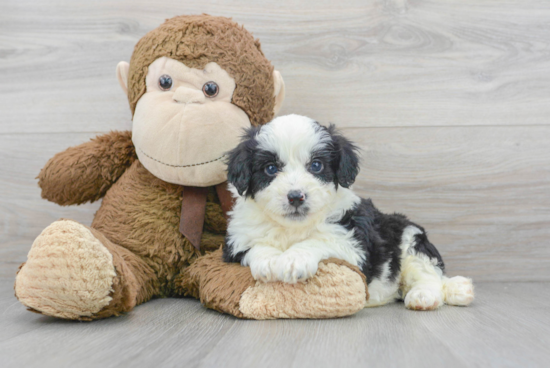 Smart Mini Aussiedoodle Poodle Mix Pup