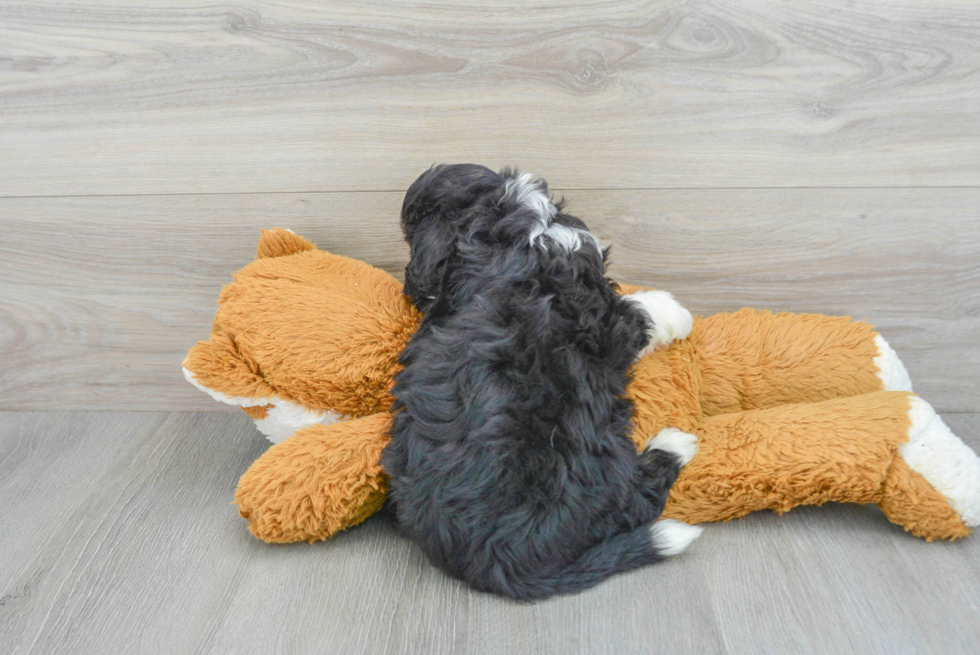 Smart Mini Aussiedoodle Poodle Mix Pup