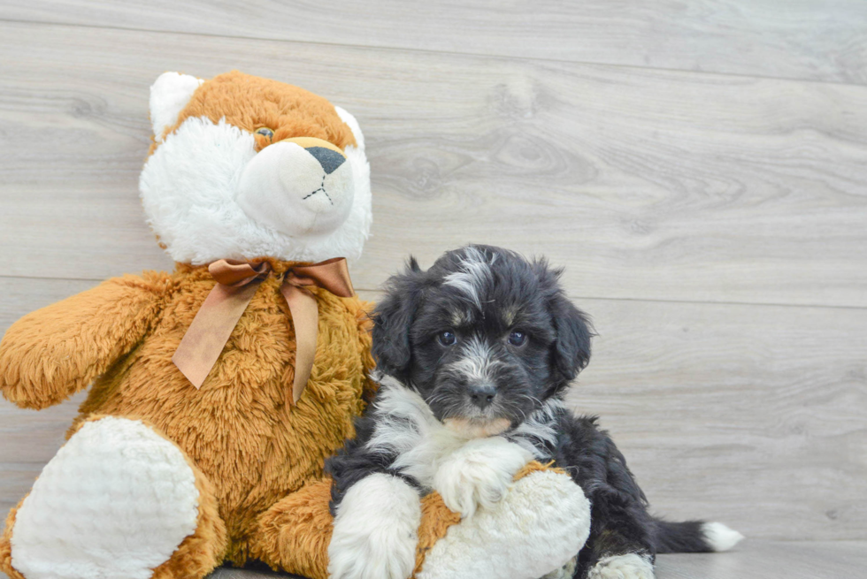 Funny Mini Aussiedoodle Poodle Mix Pup