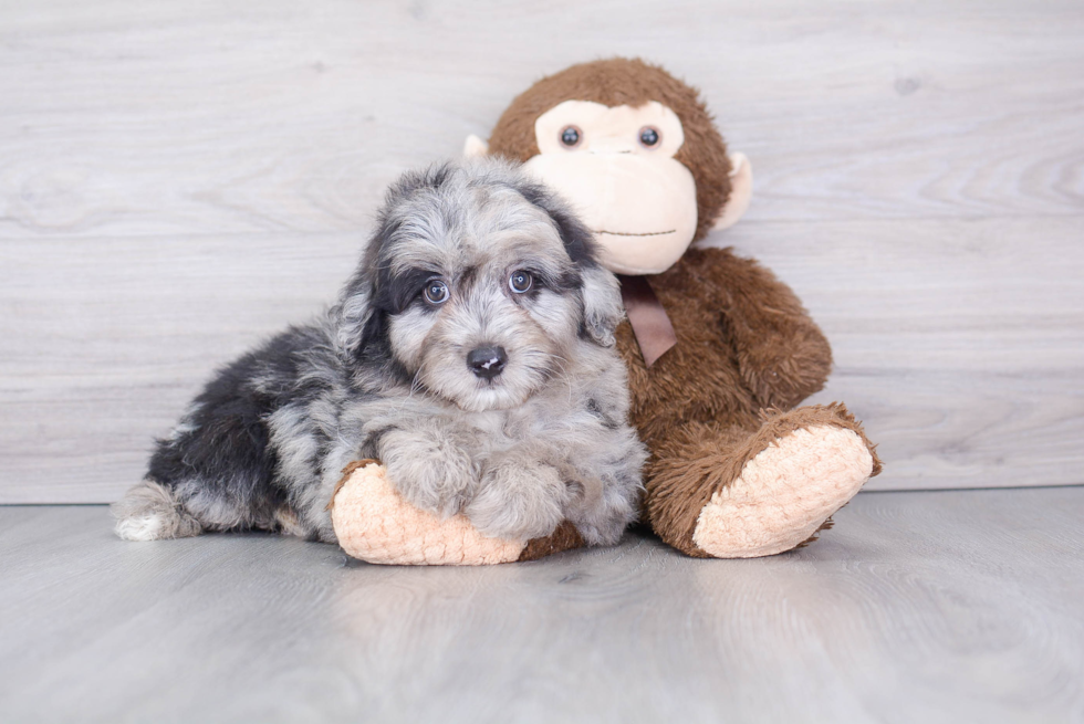 Petite Mini Aussiedoodle Poodle Mix Pup