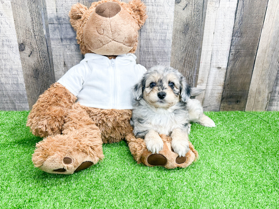 Mini Aussiedoodle Puppy for Adoption