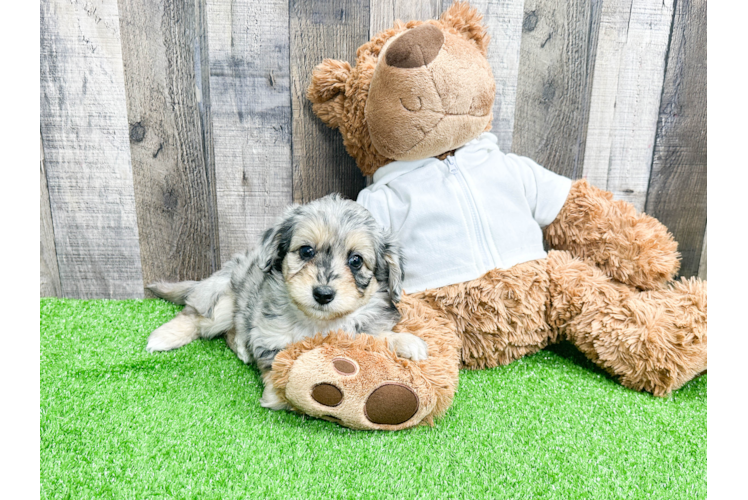 Cute Mini Aussiedoodle Baby