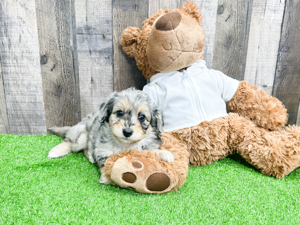 Cute Mini Aussiedoodle Baby