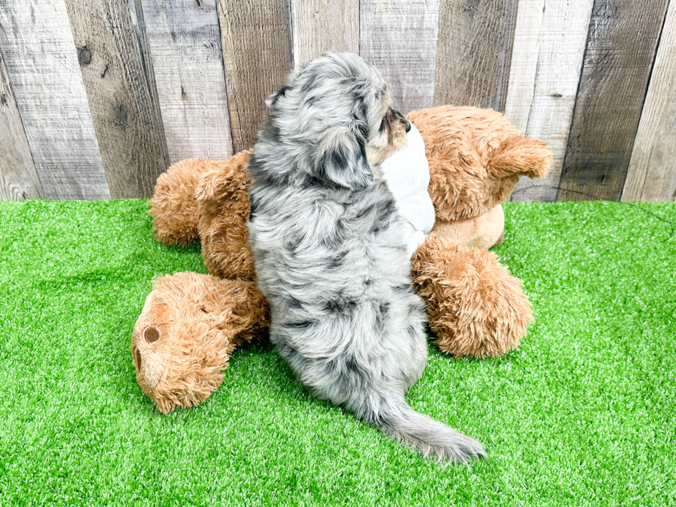 Small Mini Aussiedoodle Baby