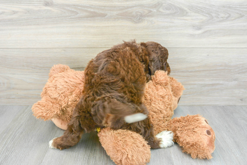 Mini Aussiedoodle Puppy for Adoption