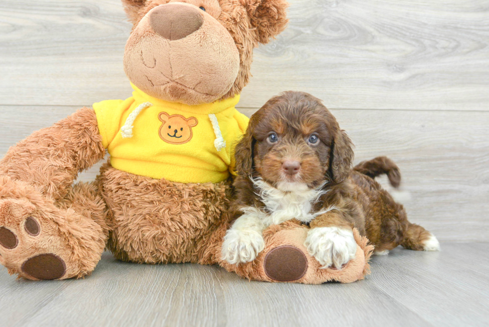 Mini Aussiedoodle Puppy for Adoption