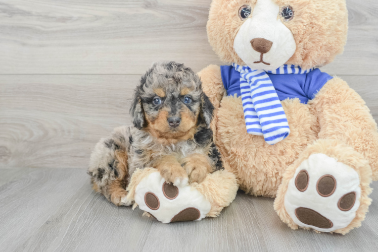 Mini Aussiedoodle Pup Being Cute