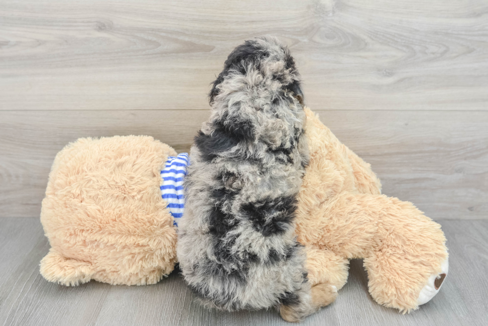 Best Mini Aussiedoodle Baby