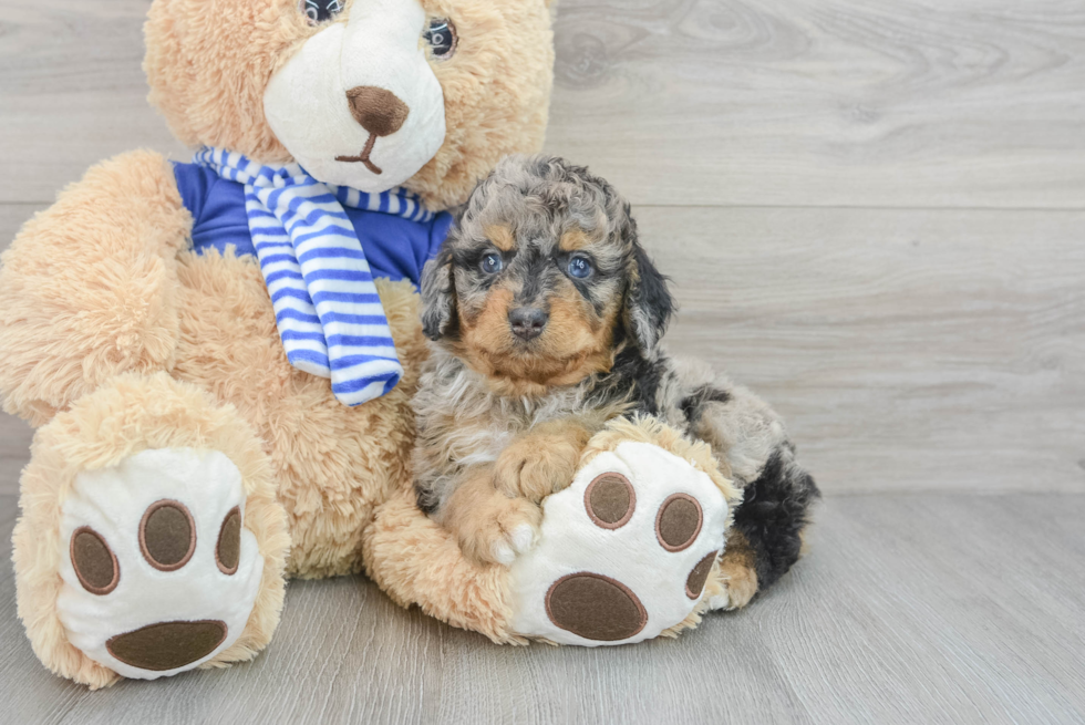 Adorable Aussiepoo Poodle Mix Puppy