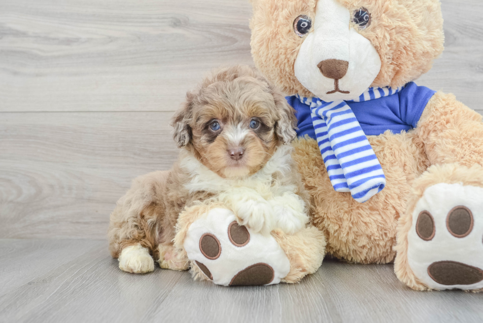 Best Mini Aussiedoodle Baby