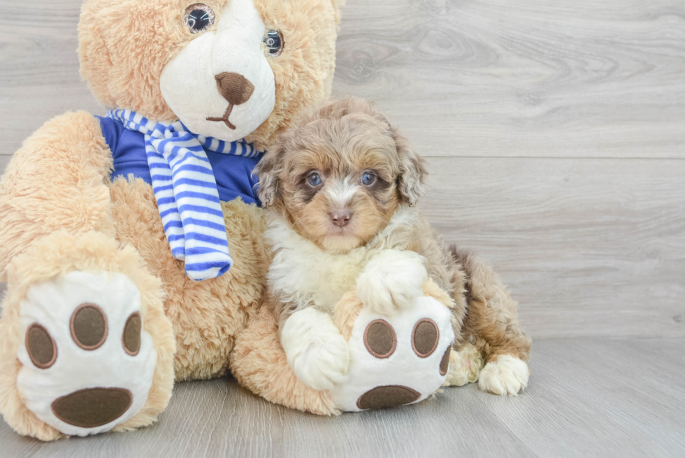 Smart Mini Aussiedoodle Poodle Mix Pup