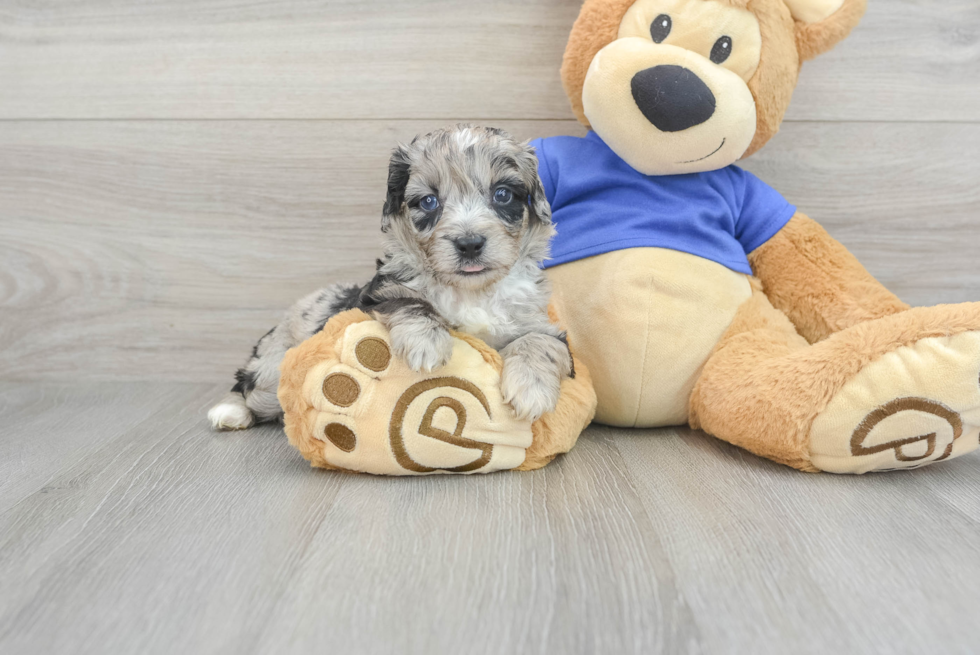 Little Aussiepoo Poodle Mix Puppy