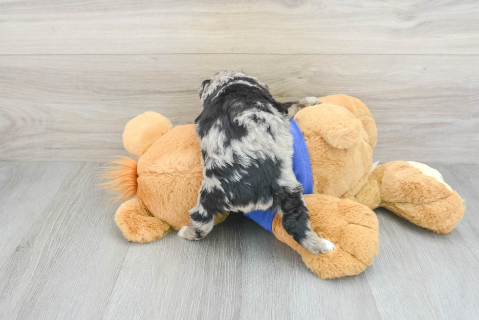 Friendly Mini Aussiedoodle Baby