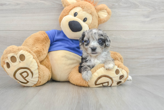 Best Mini Aussiedoodle Baby