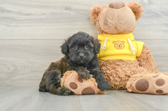 Best Mini Aussiedoodle Baby