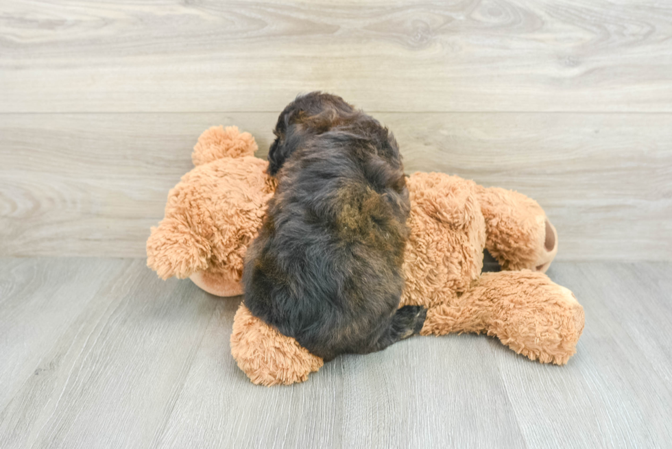 Happy Mini Aussiedoodle Baby