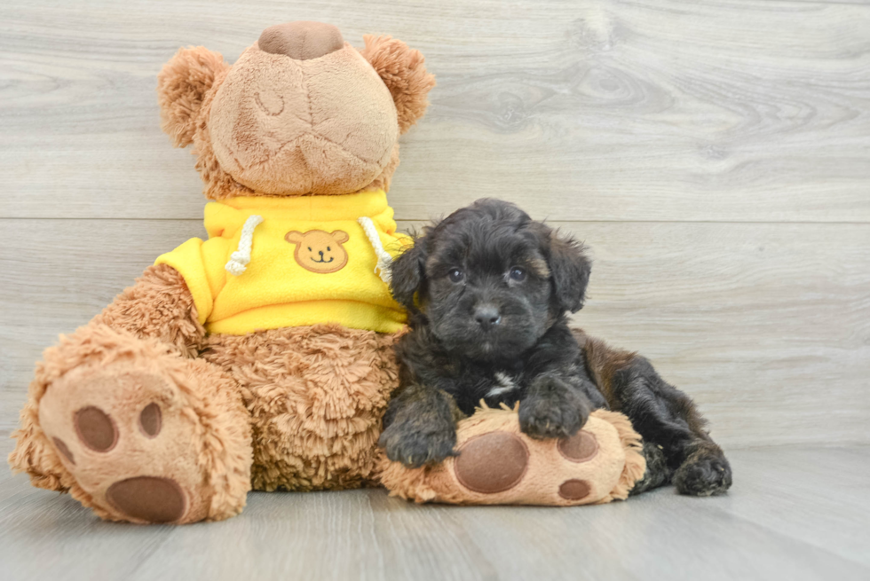 Mini Aussiedoodle Pup Being Cute