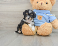 6 week old Mini Aussiedoodle Puppy For Sale - Premier Pups