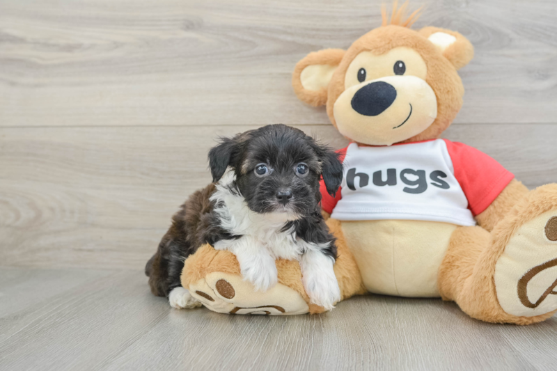 Meet Pongo - our Mini Aussiedoodle Puppy Photo 1/3 - Premier Pups