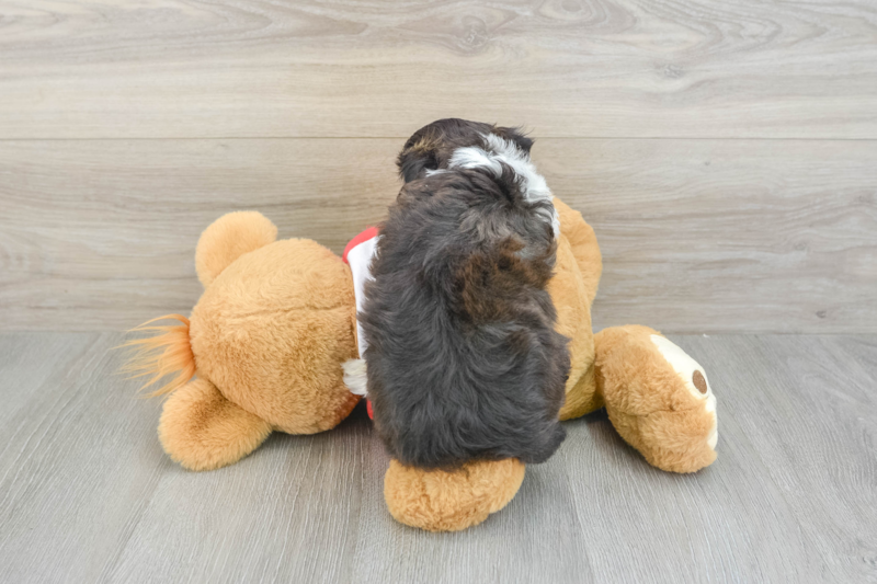 Meet Pongo - our Mini Aussiedoodle Puppy Photo 2/3 - Premier Pups