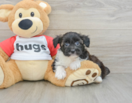 8 week old Mini Aussiedoodle Puppy For Sale - Premier Pups