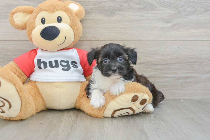 Meet Pongo - our Mini Aussiedoodle Puppy Photo 3/3 - Premier Pups