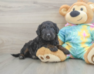 8 week old Mini Aussiedoodle Puppy For Sale - Premier Pups