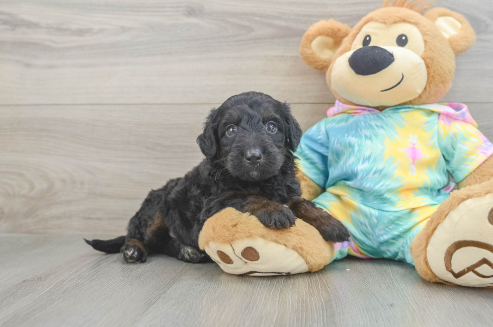 5 week old Mini Aussiedoodle Puppy For Sale - Premier Pups