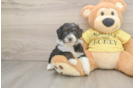 Mini Aussiedoodle Pup Being Cute