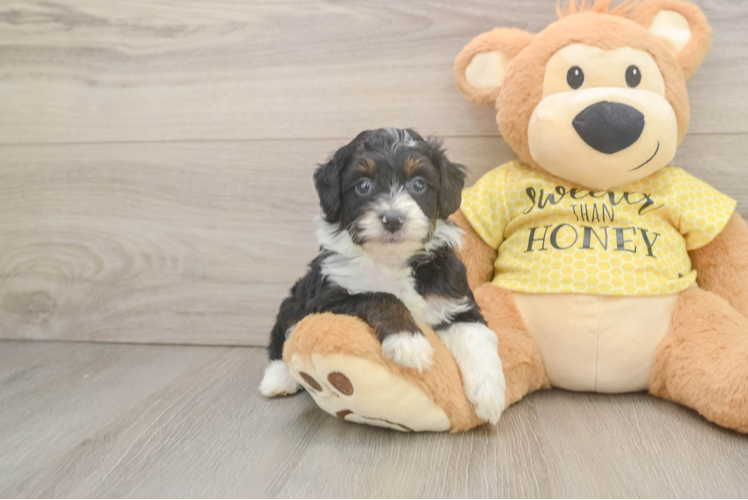Meet Pongo - our Mini Aussiedoodle Puppy Photo  1/3 - Premier Pups Mini Aussiedoodle Pup Being Cute